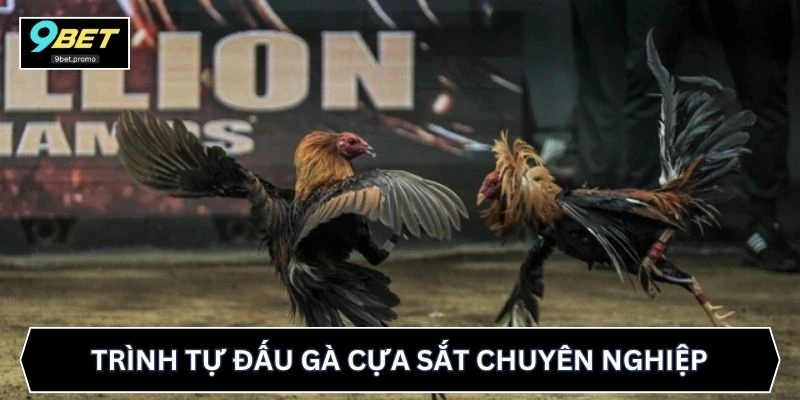 Trình tự đấu gà cựa sắt chuyên nghiệp